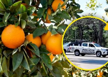 Crimen Organizado Asedia Gobiernos En Zona Citrícola De Nuevo León