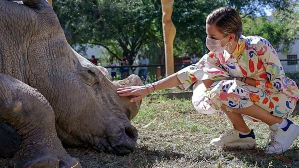 La Supervisión De Los Animales En La Pastora Fue Deficiente; Osa Mina Fue Trasladada Y Aparentemente El Rinoceronte Fue Sedado Para Una Foto Con Mariana.