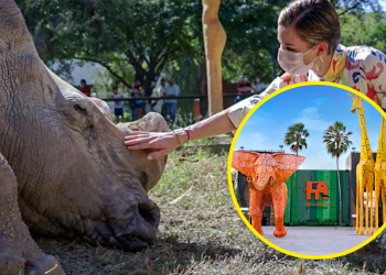 animales en La Pastora