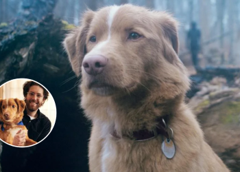 Perro Indy - Tu Vecino Informa