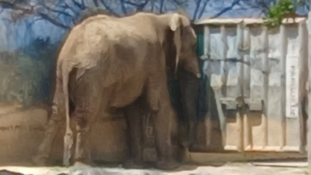 Image - Tu Vecino Informa El Presupuesto De La Pastora, De 947 Millones De Pesos, No Llegó a Los Animales. La Osa Mina Sobrevivió Gracias a Ciudadanos, No Al Gobierno De Samuel García.