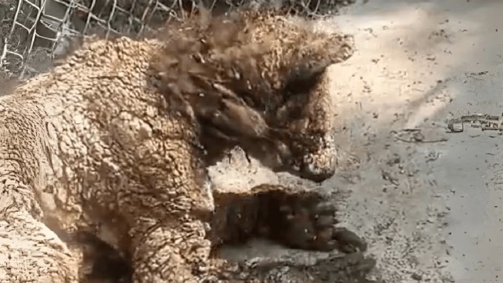 Image - Tu Vecino Informa El Presupuesto De La Pastora, De 947 Millones De Pesos, No Llegó a Los Animales. La Osa Mina Sobrevivió Gracias a Ciudadanos, No Al Gobierno De Samuel García.