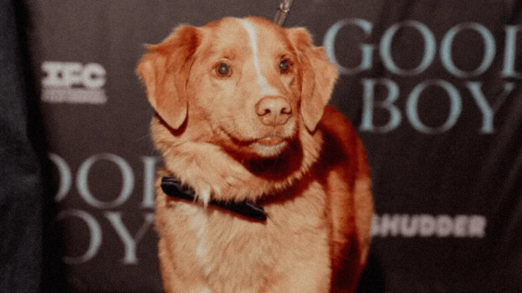 Image - Tu Vecino Informa Perro Indy, Estrella De Good Boy, Busca Reconocimiento En Los Premios Oscar Y Genera Debate Sobre Actores Animales En La Academia.