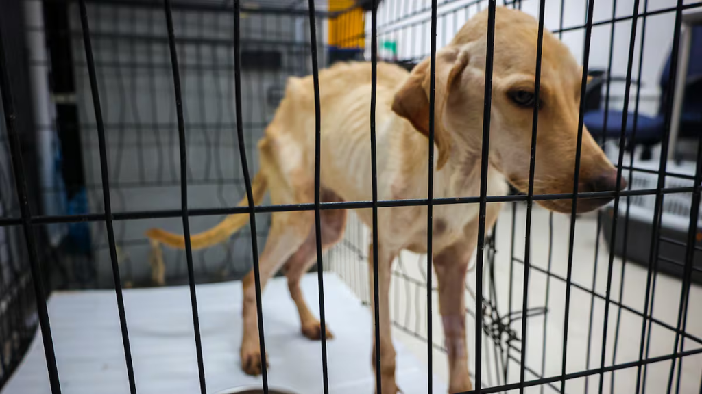 Image - Tu Vecino Informa Santa Catarina Reserva Datos Del Centro De Bienestar Animal Por 5 Años, Pese a Denuncias De Maltrato Animal Y Críticas a Jesús Nava Por Opacidad.