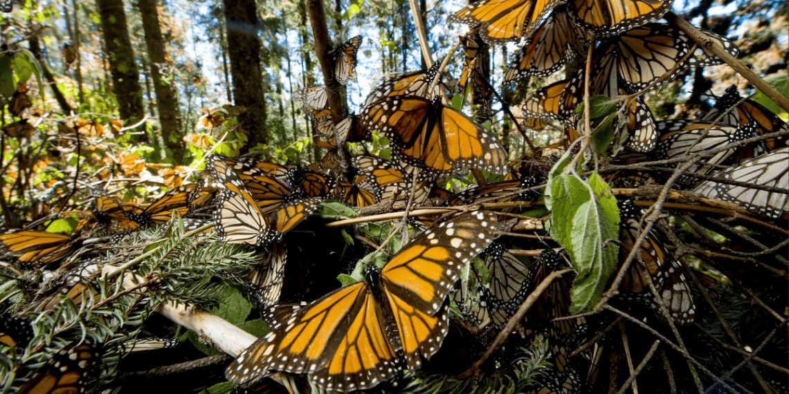 Mariposas-monarcas-méxico-migración-conservación-transmisor-gps-diminuto - Tu Vecino Informa