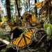 Mariposas-monarcas-méxico-migración-conservación-transmisor-gps-diminuto - Tu Vecino Informa