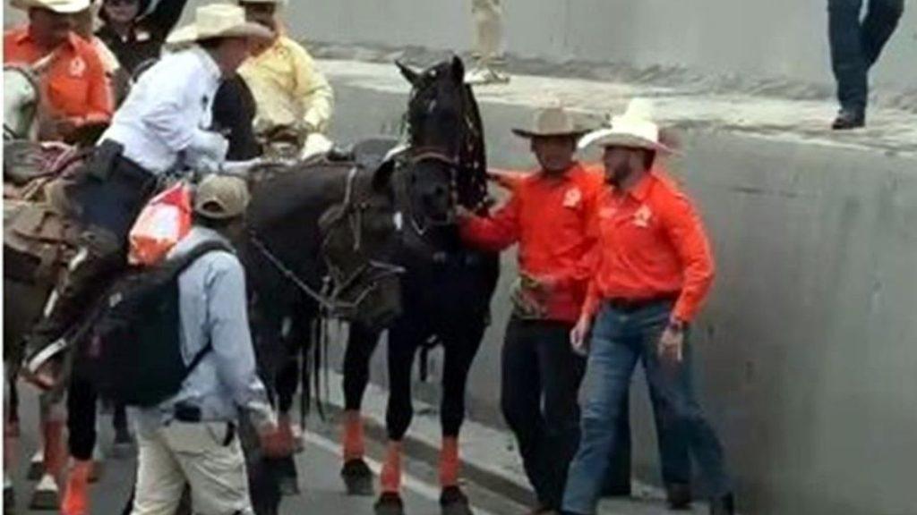 Caballo De Samuel Sufre  - Tu Vecino Informa