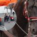 Samuel García Causa Polémica Por Caballos Exhaustos - Tu Vecino Informa