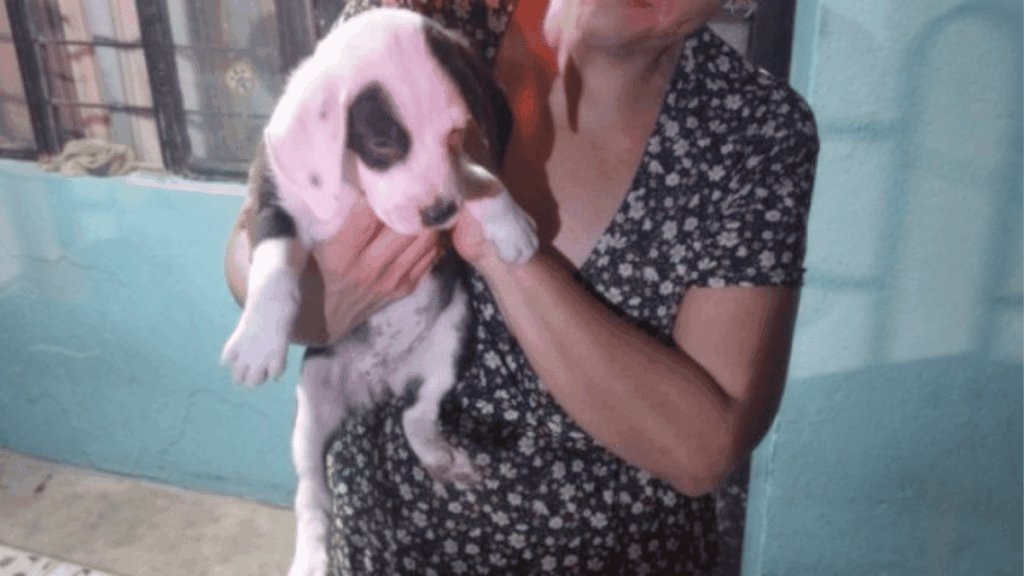Perrita Que Quedó Atrapada En Barandal - Tu Vecino Informa