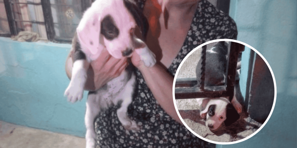 Perrita Que Quedó Atrapada En Barandal - Tu Vecino Informa