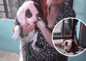 Perrita Que Quedó Atrapada En Barandal - Tu Vecino Informa