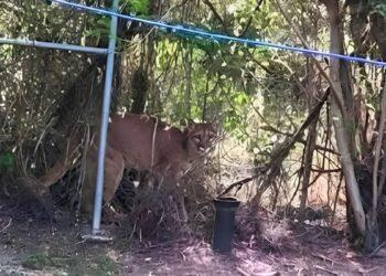 Avistamiento De Puma En General Terán - Tu Vecino Informa Avistamiento De Puma En General Terán - Tu Vecino Informa