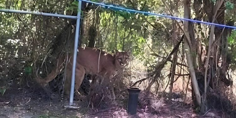 Avistamiento De Puma En General Terán - Tu Vecino Informa Avistamiento De Puma En General Terán - Tu Vecino Informa