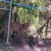 Avistamiento De Puma En General Terán - Tu Vecino Informa Avistamiento De Puma En General Terán - Tu Vecino Informa