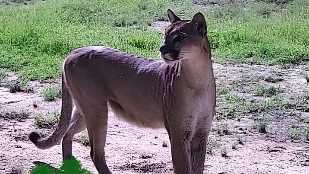 Ejido-en-nuevo-leon - Tu Vecino Informa Puma En General Terán - Tu Vecino Informa